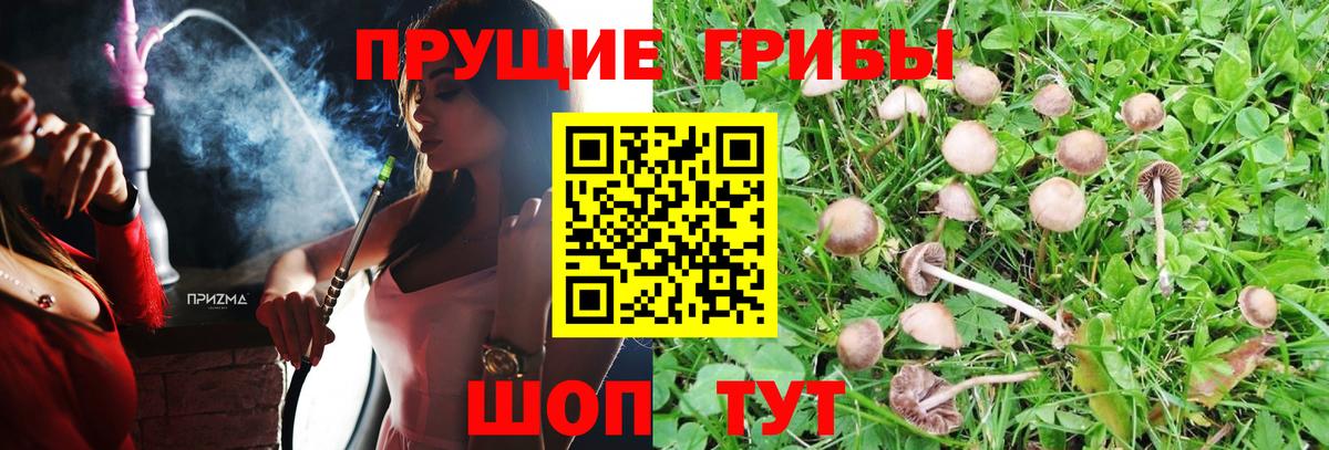 Чехов  Галлюциногенные грибы Cubensis  Вход с VPN 